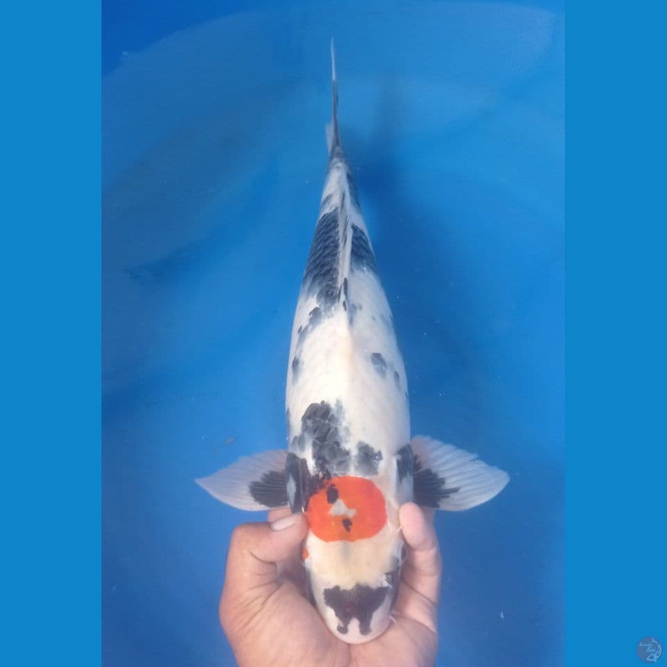 SHOWA 45CM