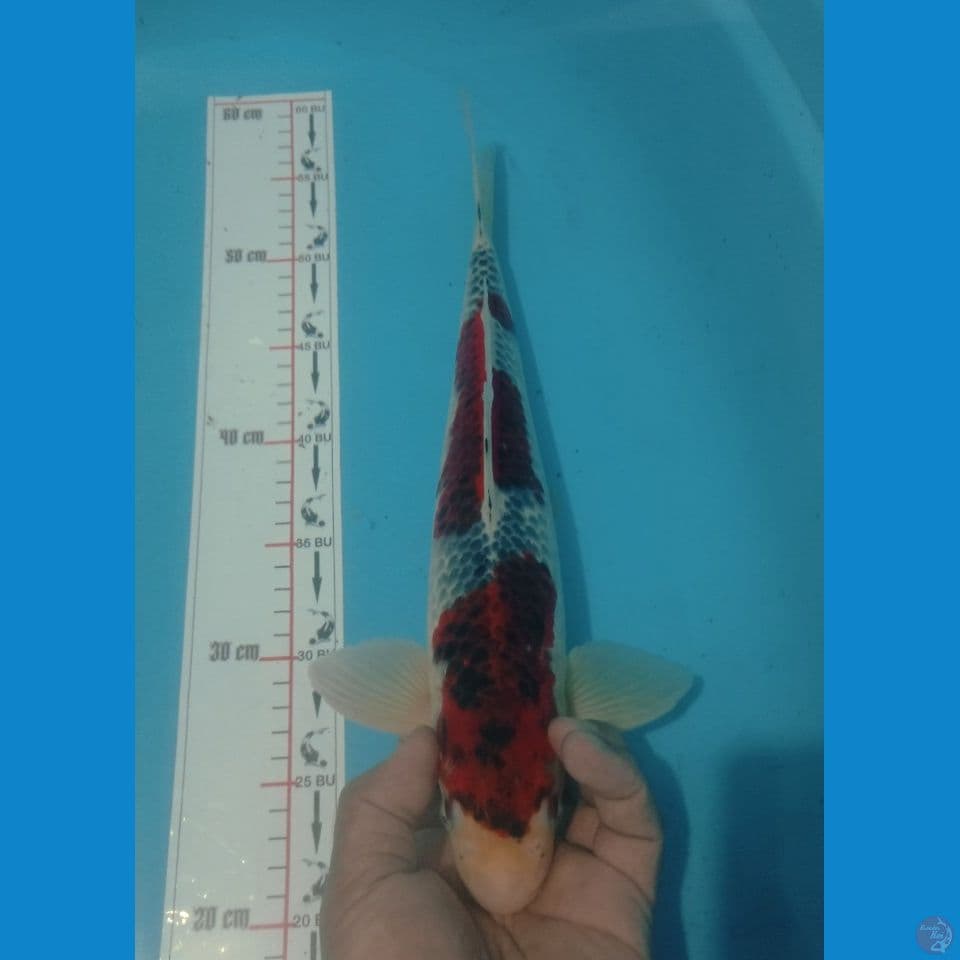 GORGOS 37CM