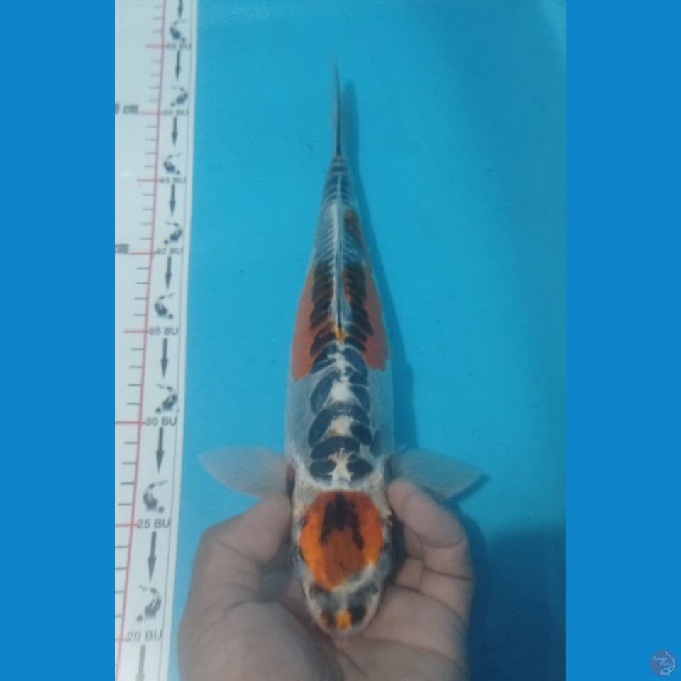 MARUKO 34CM