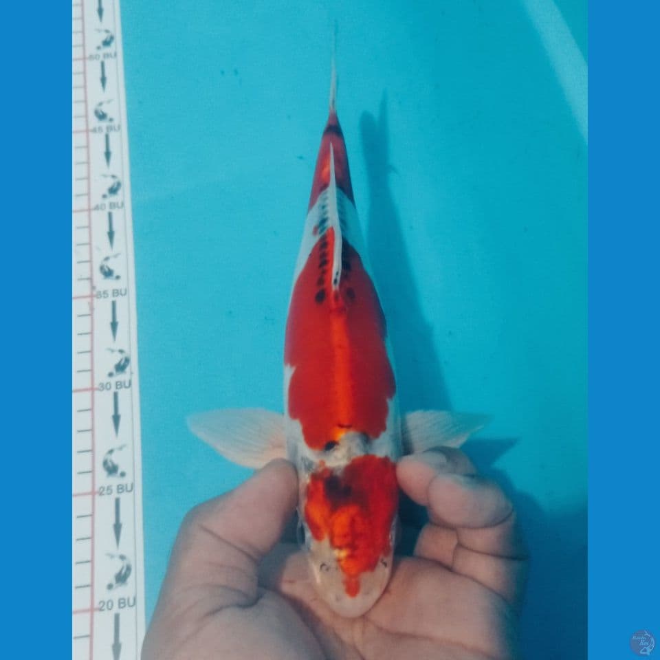 KUJAKU 28CM