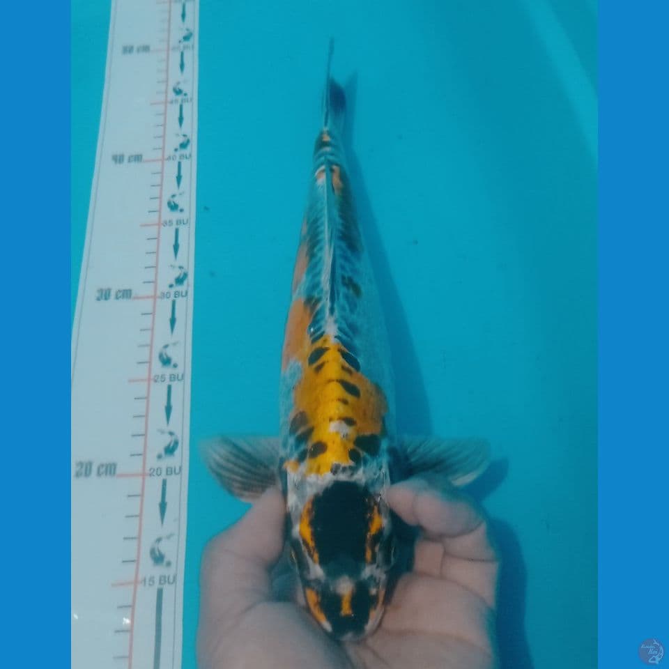 MARUKI 36CM