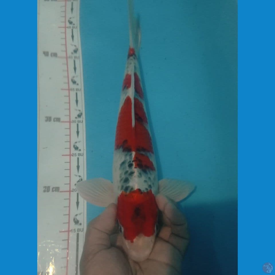GOSIKI 37CM