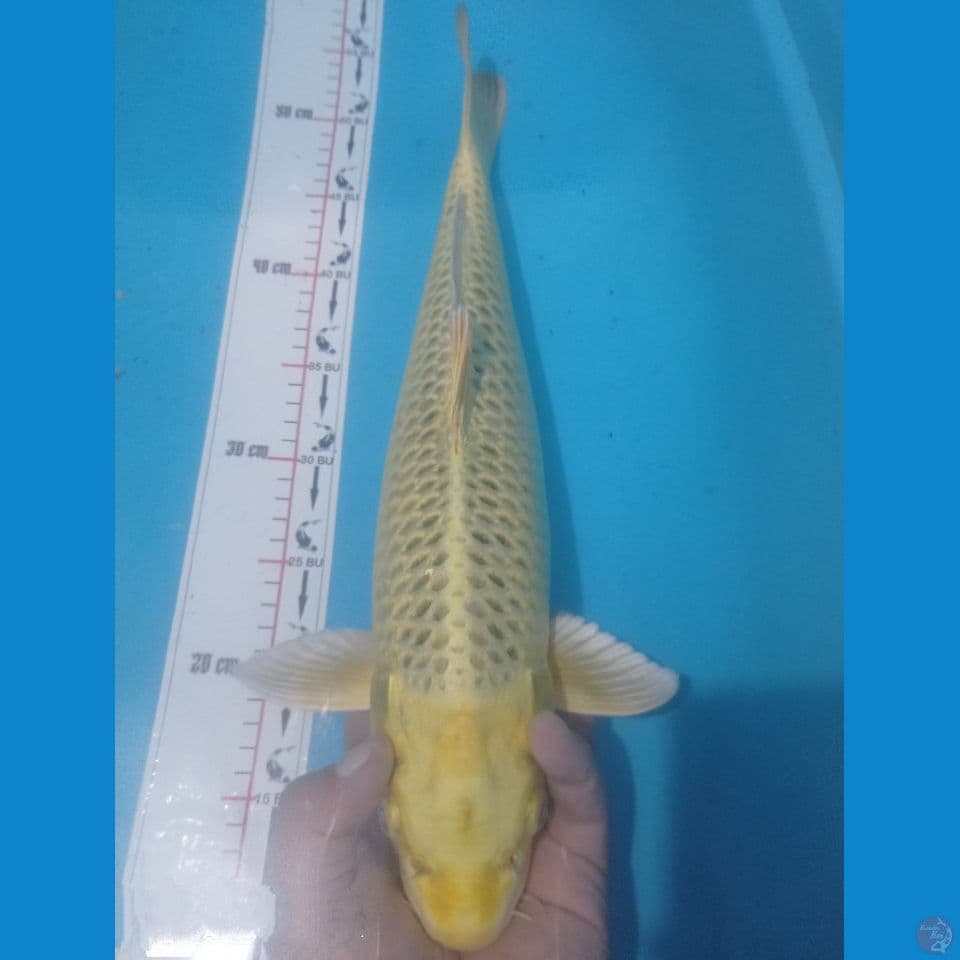KIIN MATSU 45CM
