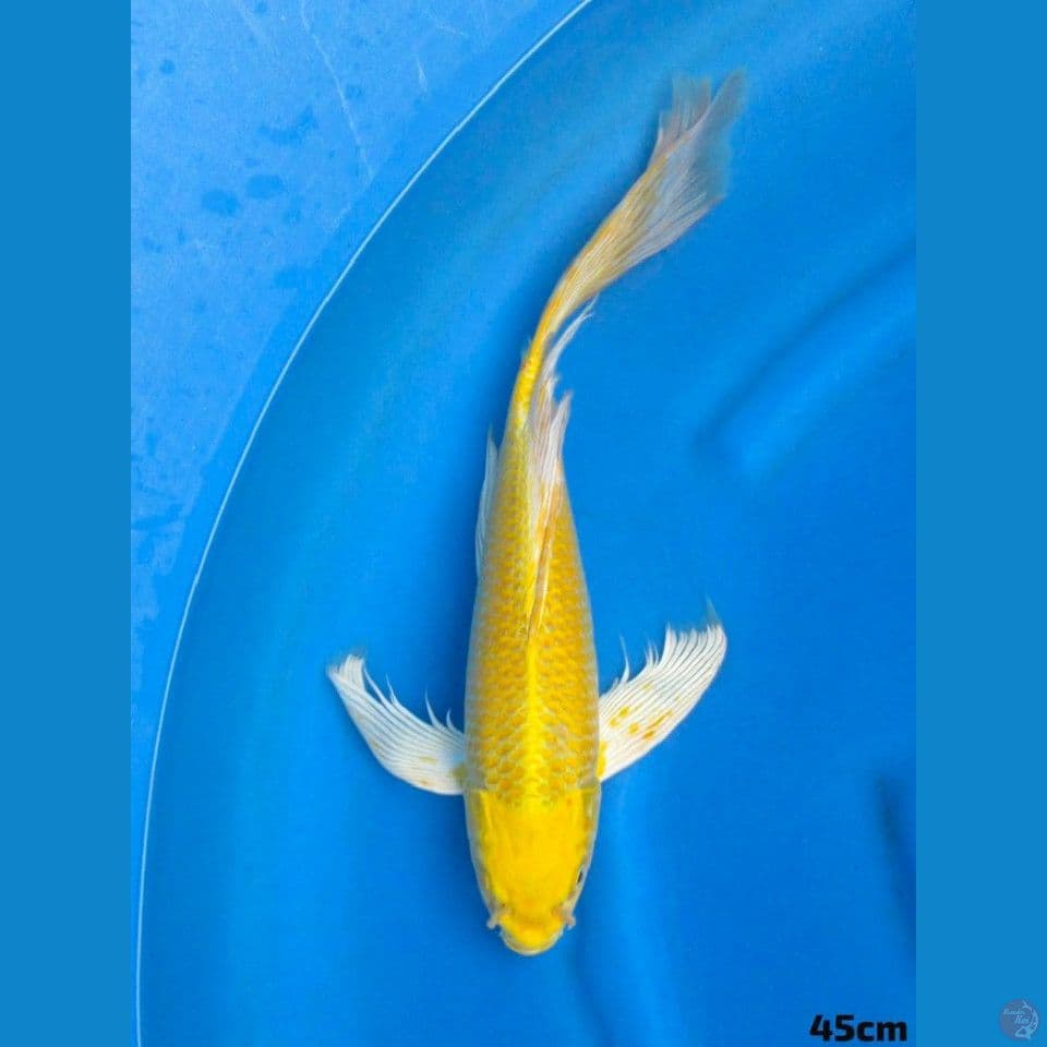 45cm Penjinak Jumbo Kumpay Ogon