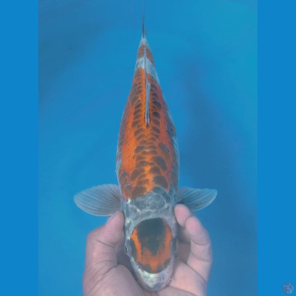 KIKO 41CM