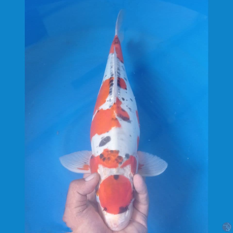 KAWARIMONO 45CM