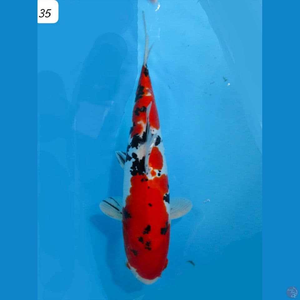 35cm Super Red Doitsu Sanke