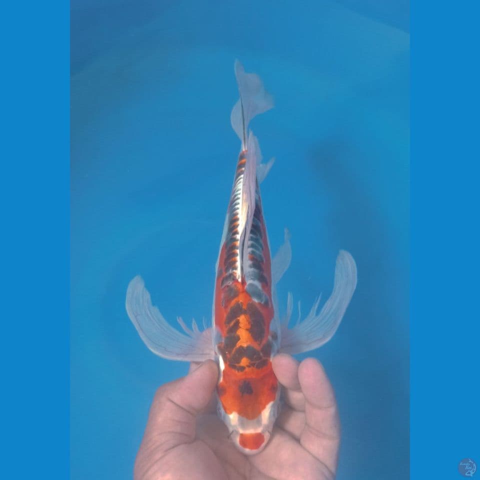 KUMPAY 32CM