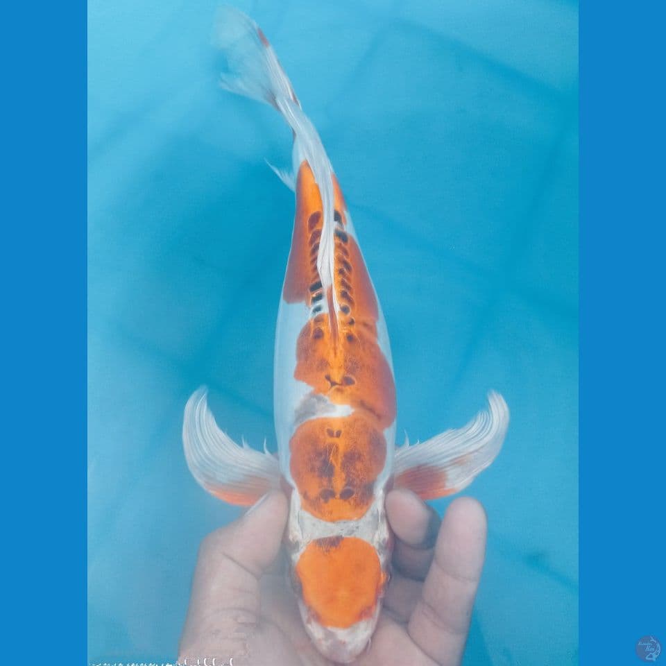 MARUTEN 36CM