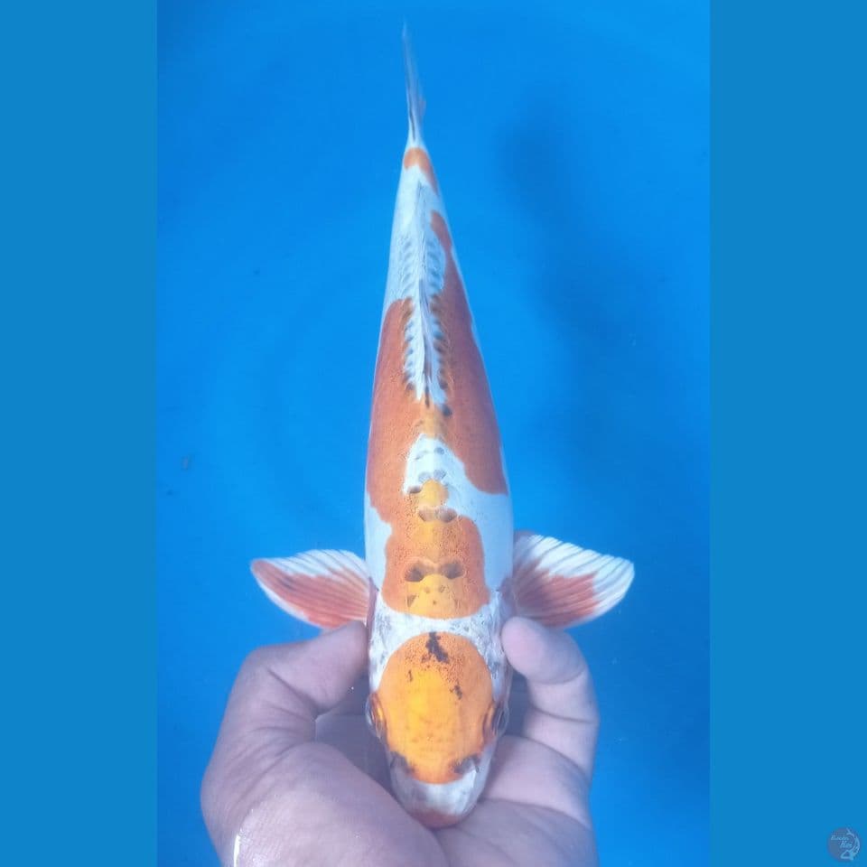 NYEJE 34CM