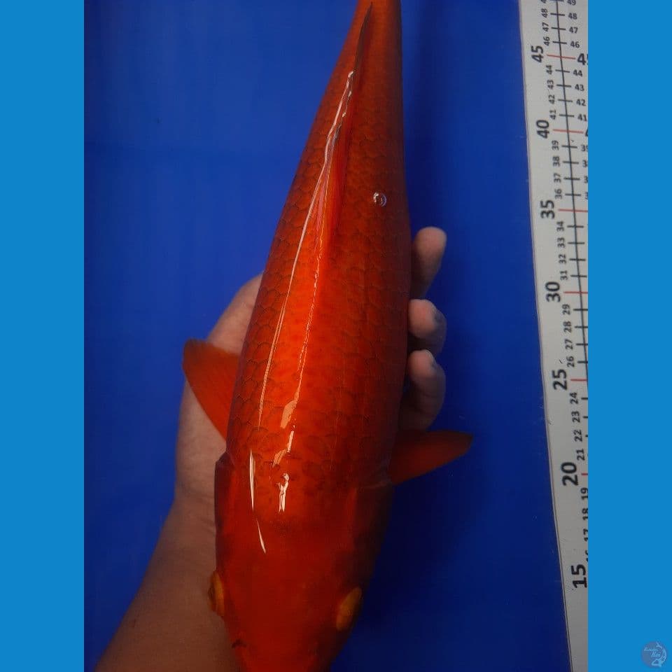 40cm