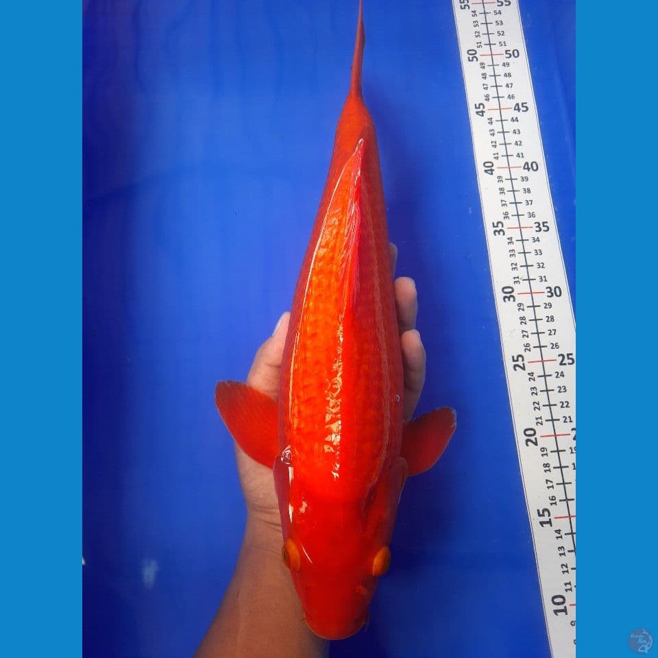 38cm male