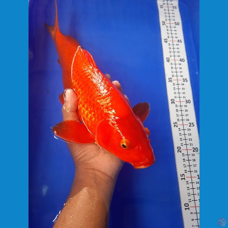 38cm male