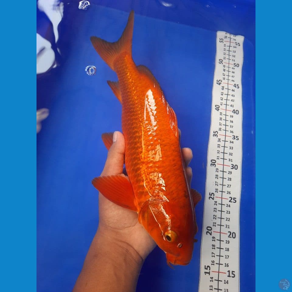 35cm
