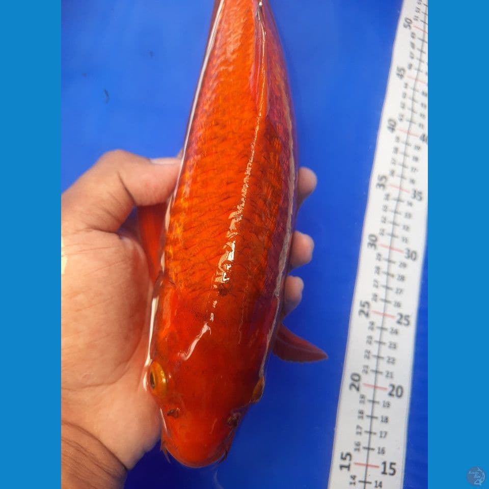35cm