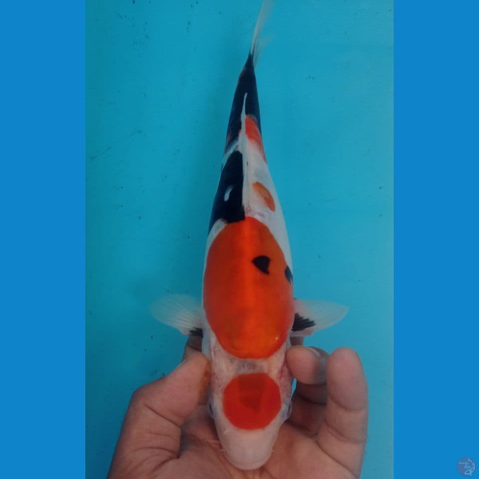 TATEGOI 30CM