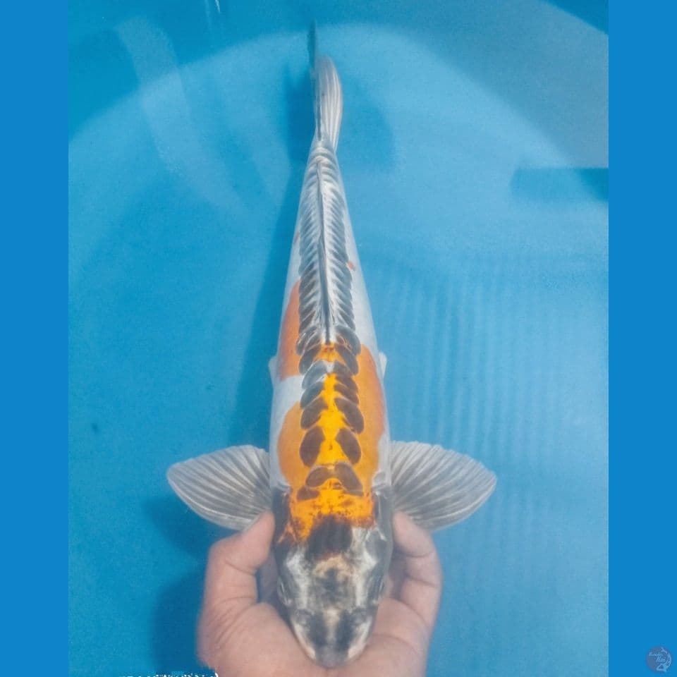 KIKO 50CM