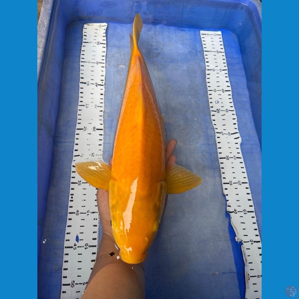 punuk karashi lemon 43 male~ fltr