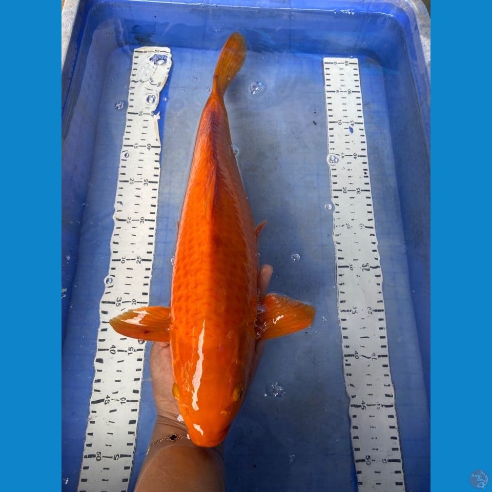 red chagoi 45 cm male ~fltr