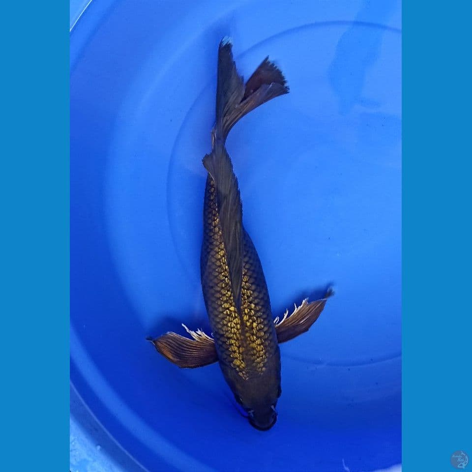 cagoi kumpay 46 cm