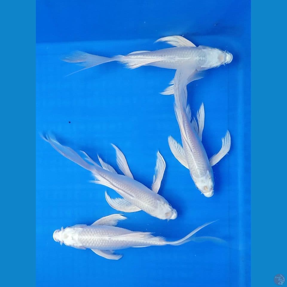 PLATINUM SLAYER 23-25CM