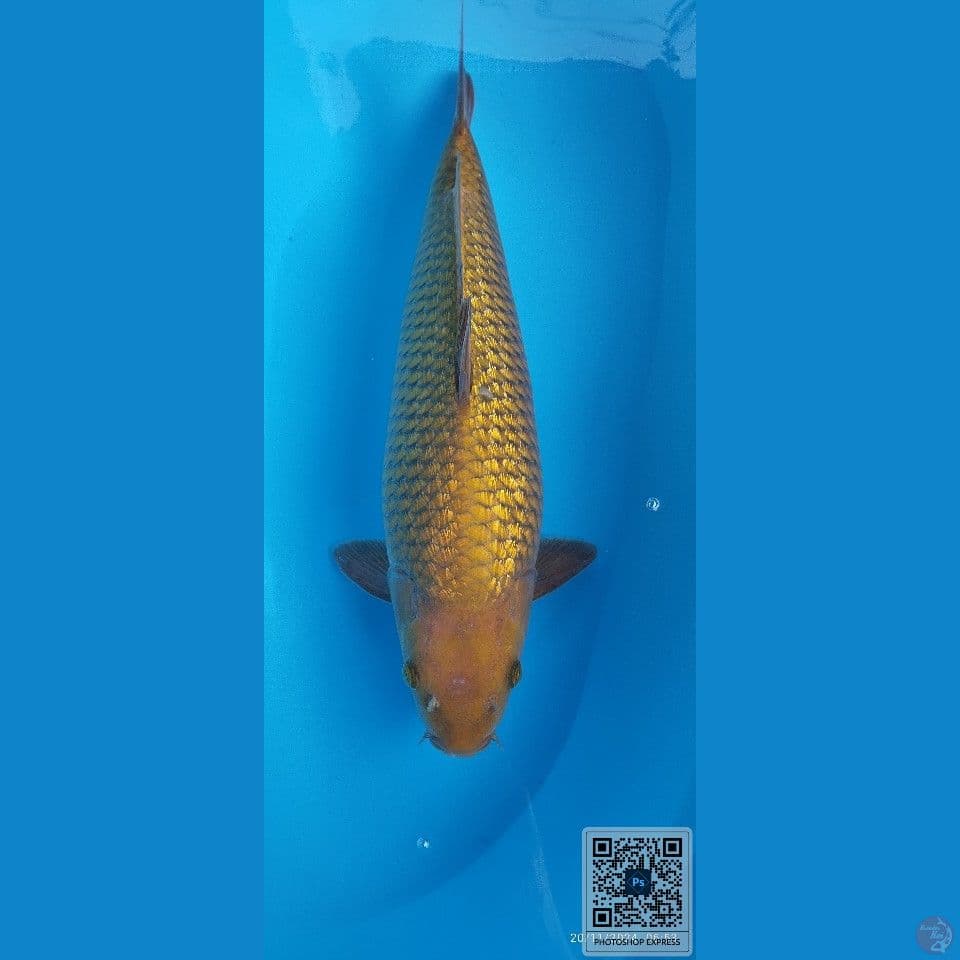cagoi tembaga ginrin