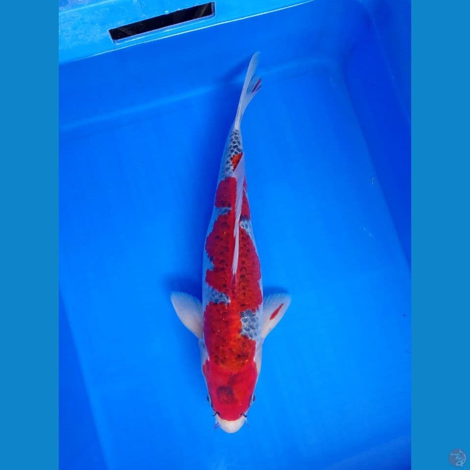 GOSHIKI RACING INAZUMA 40CM