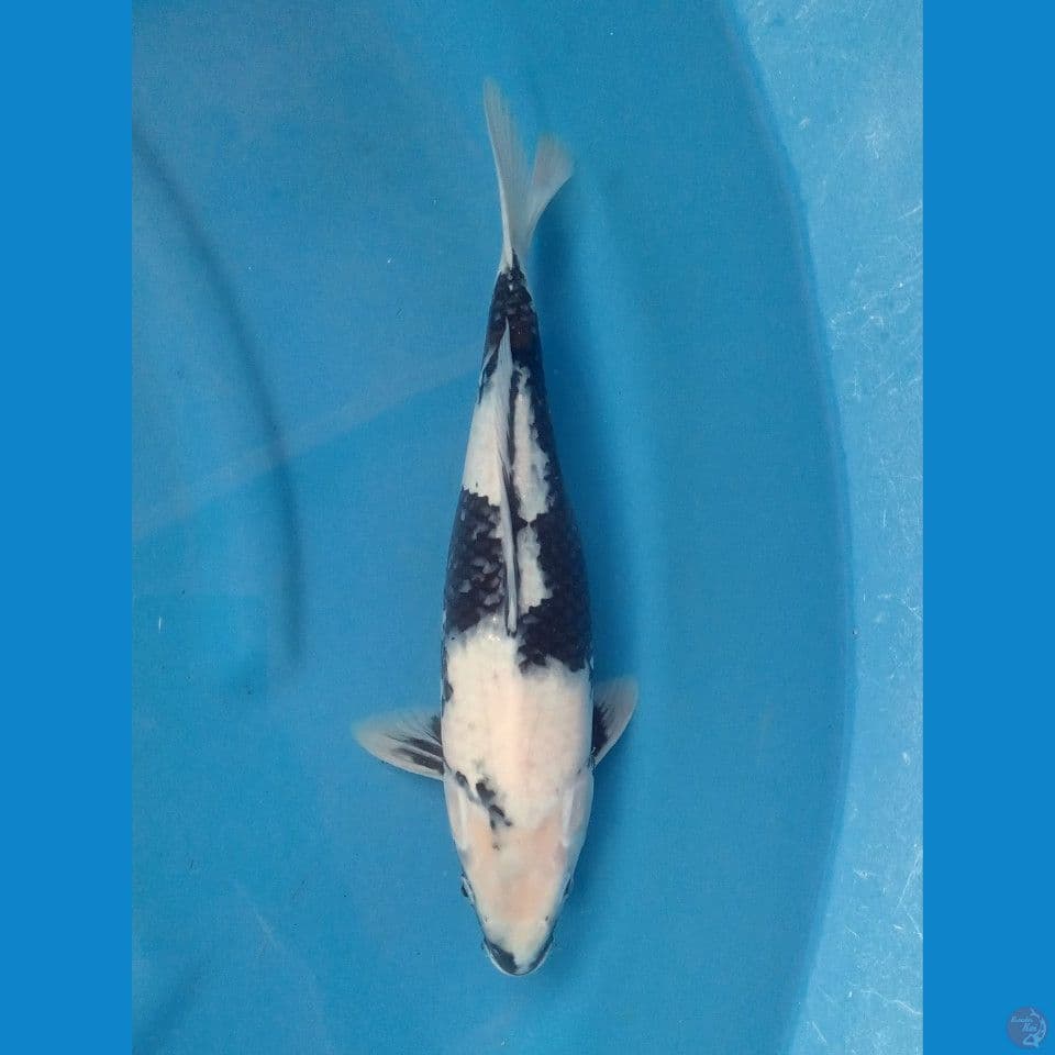SHIRO 36CM