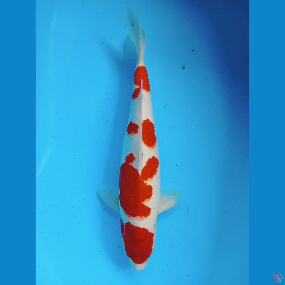 kohaku HQ 43cm
