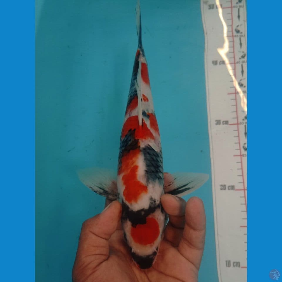 SHOWA 32CM