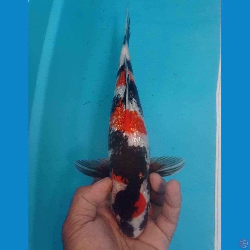 GINRIN 34CM