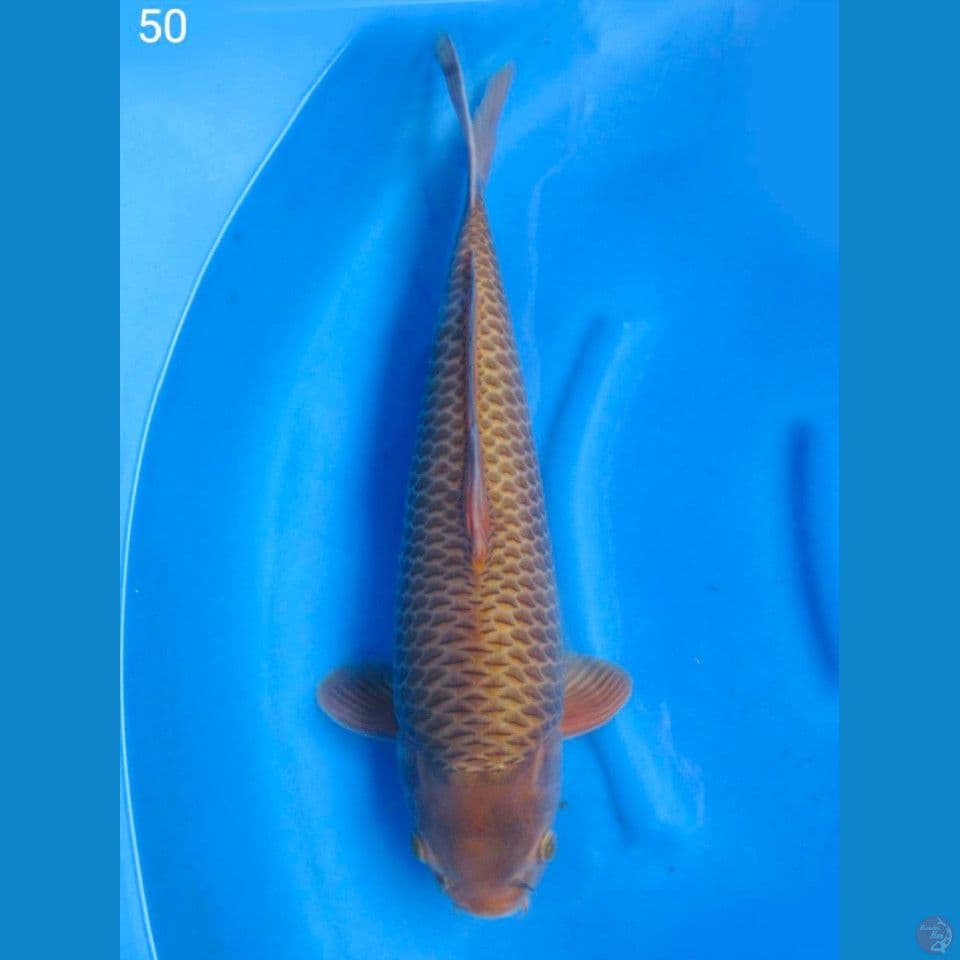 50cm Super Caramel