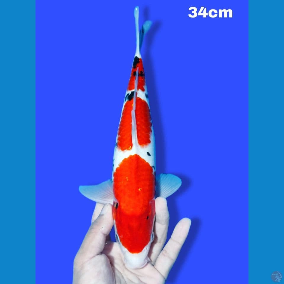 Hq Sanke 3 step merah strong 34 cm.