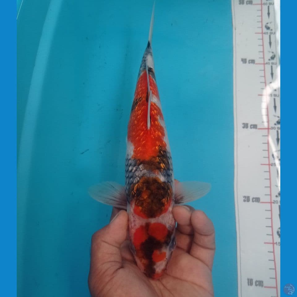 GINRIN 32CM