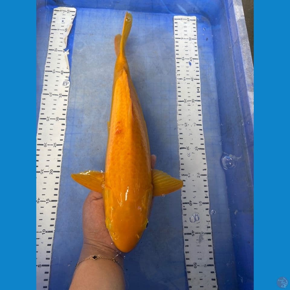 v3 karashi 40 cm male