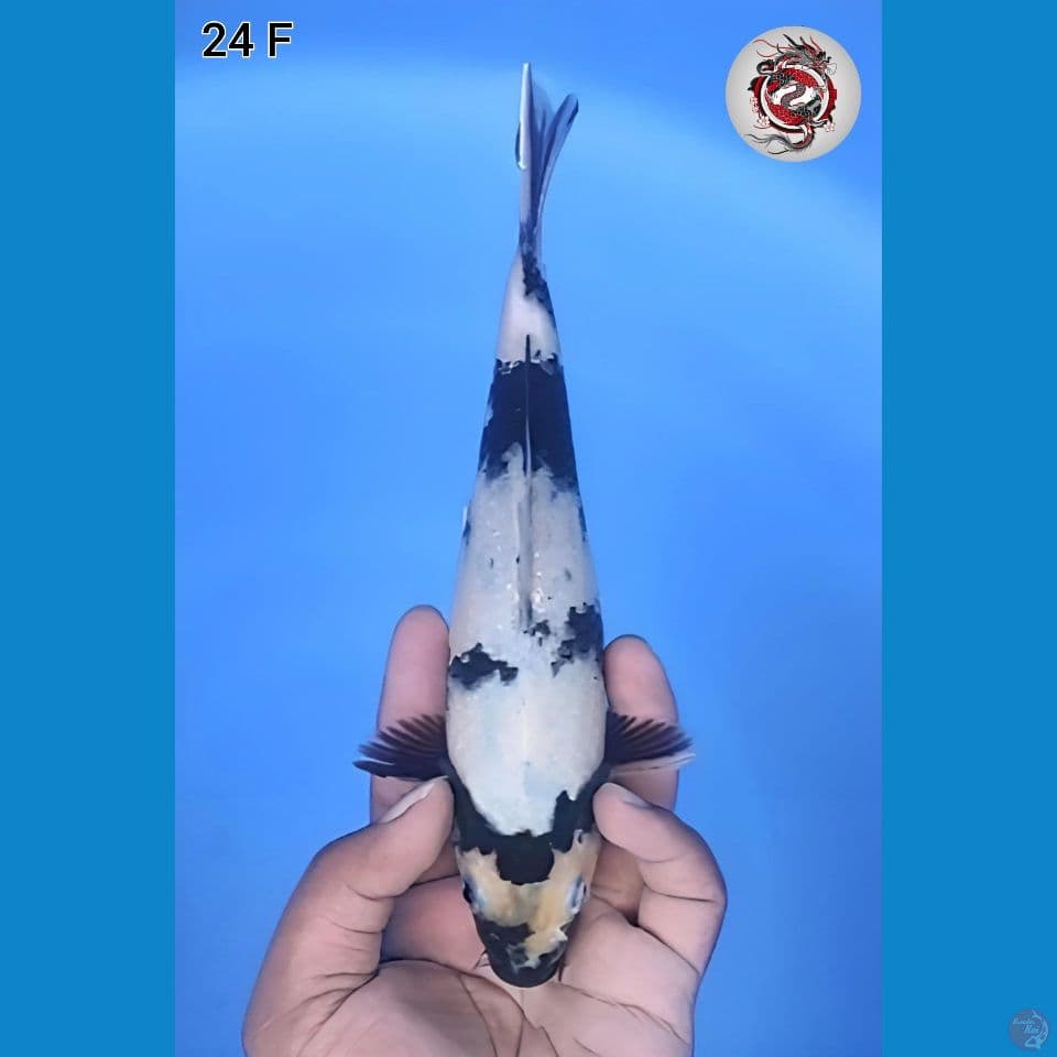 Shiro Original 24cm Betina