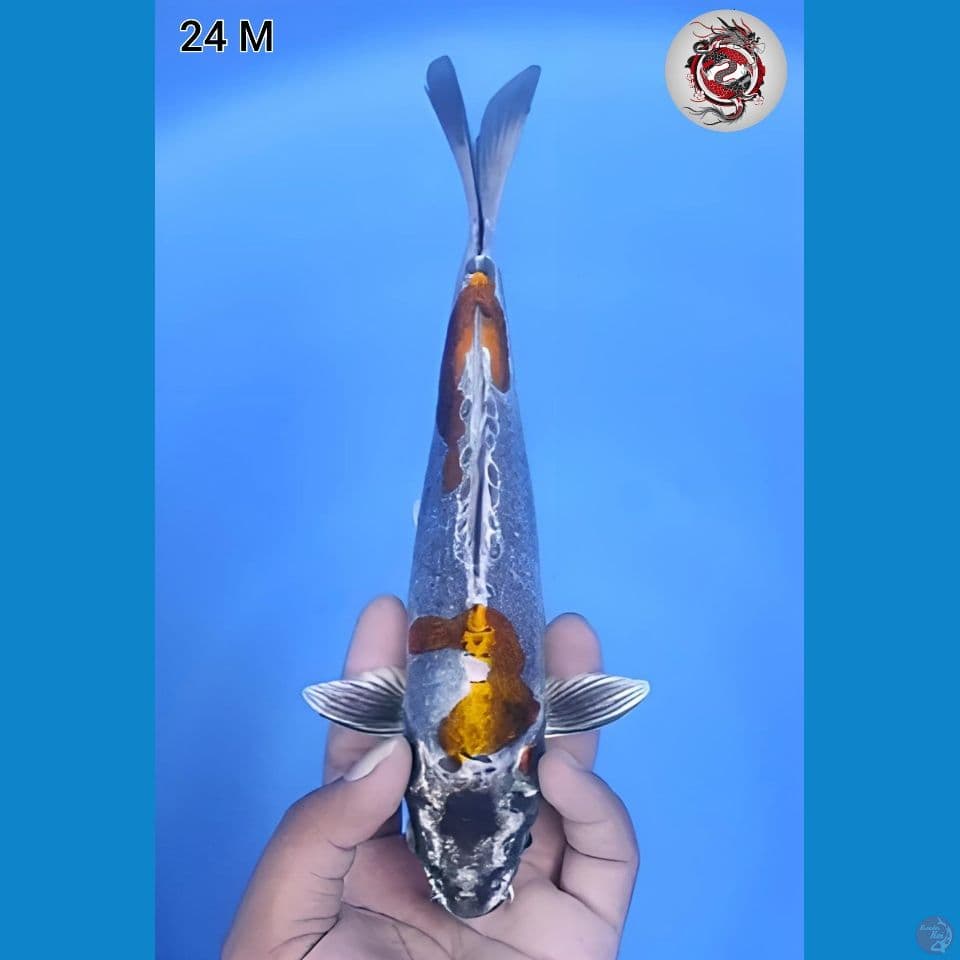 Kiko Mantap 24cm Jantan