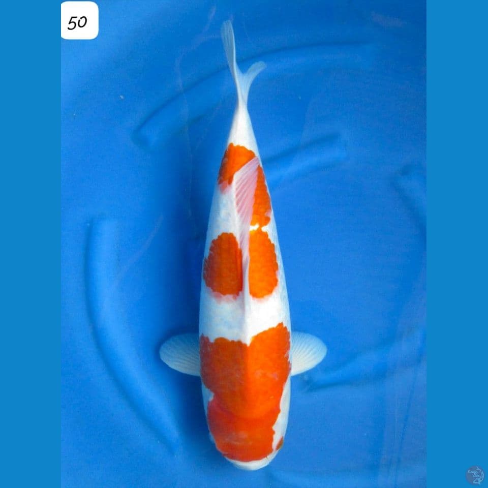 50cm Jumbo Kohaku