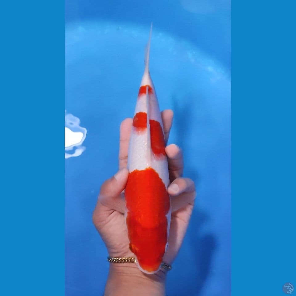 KOHAKU ORIGINAL 27CM - FEEMALE