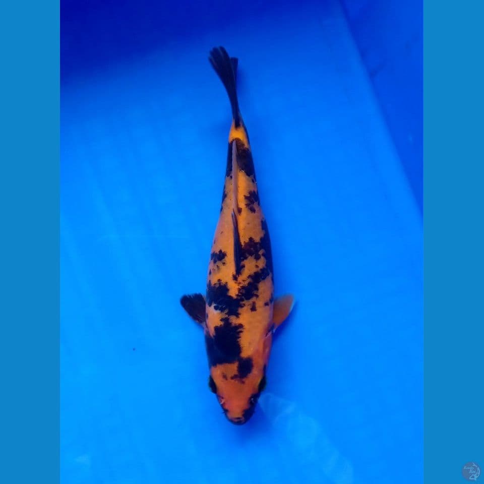 HI UTSURI 21CM