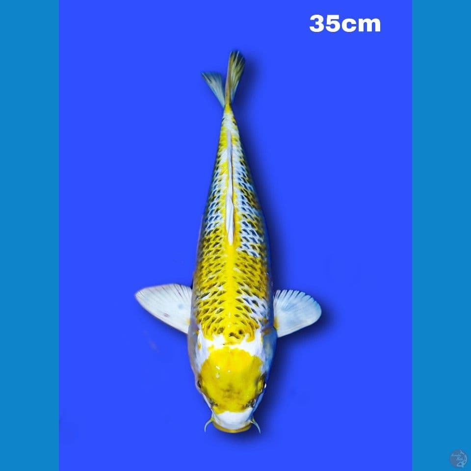 maruten Kin Kujaku 36 cm