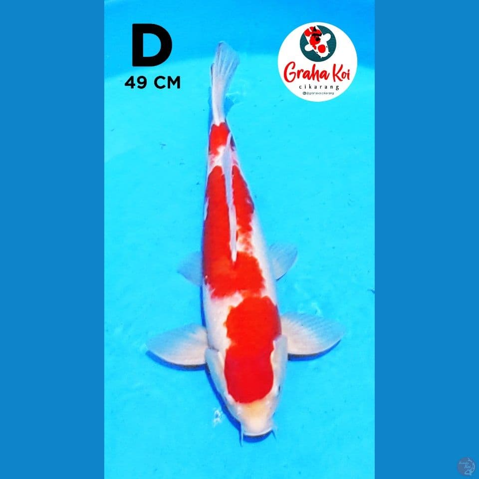 Kohaku jumbo 49cm