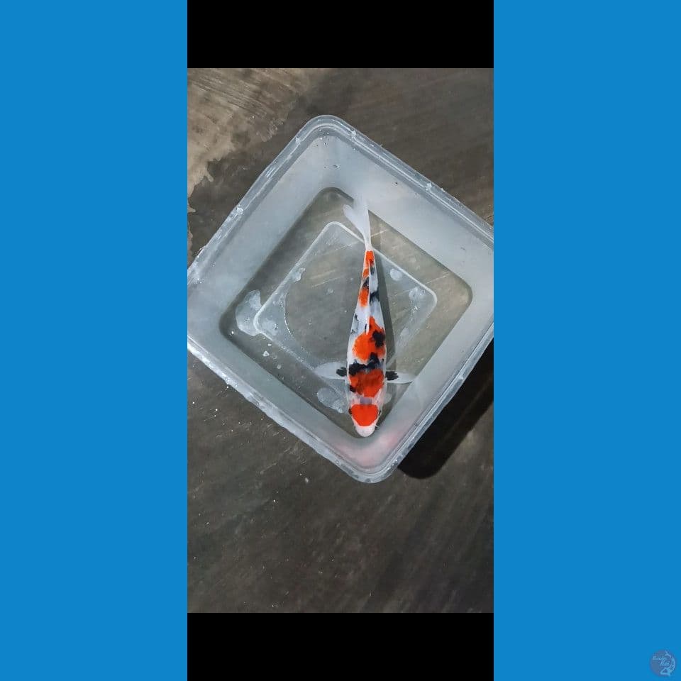 Maruten Showa Tategoi - 20 cm