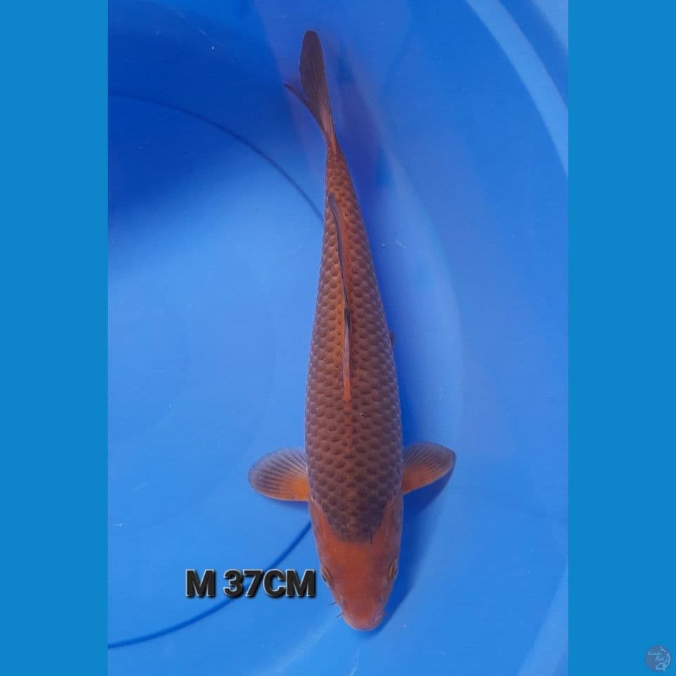 M 37CM KARAMEL