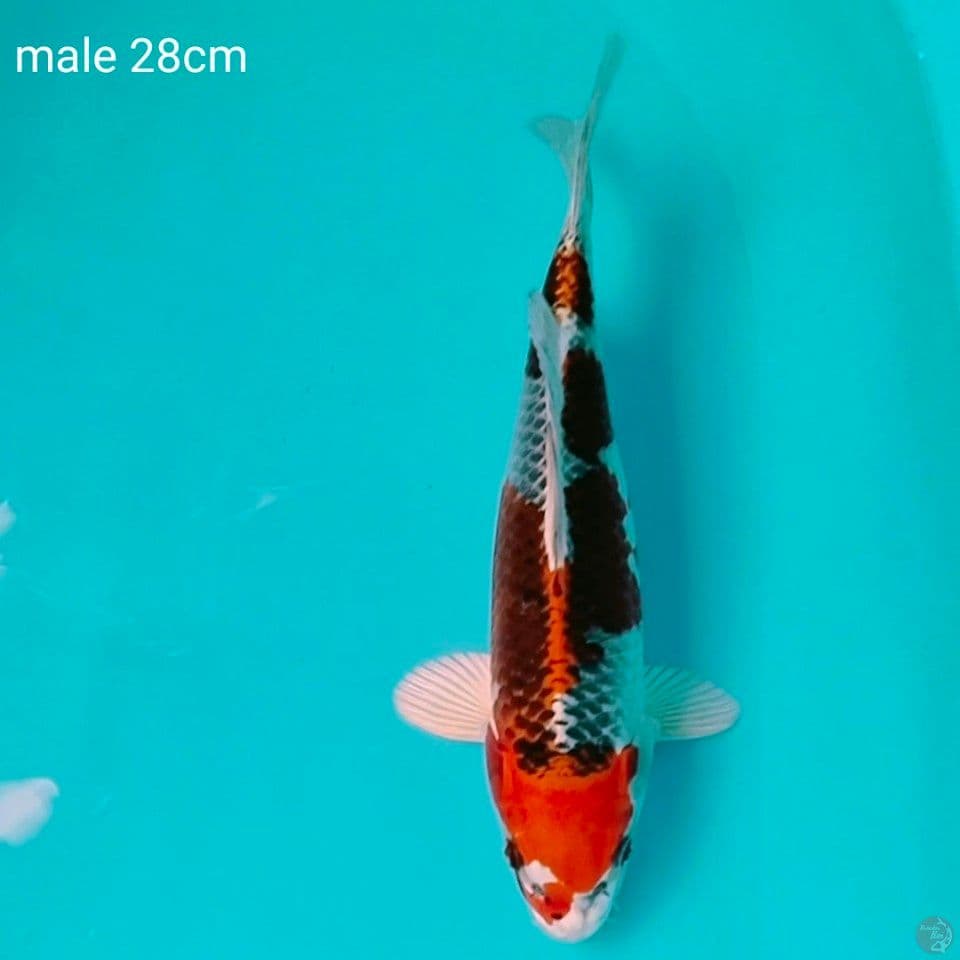 red kujaku redy show male 28cm
