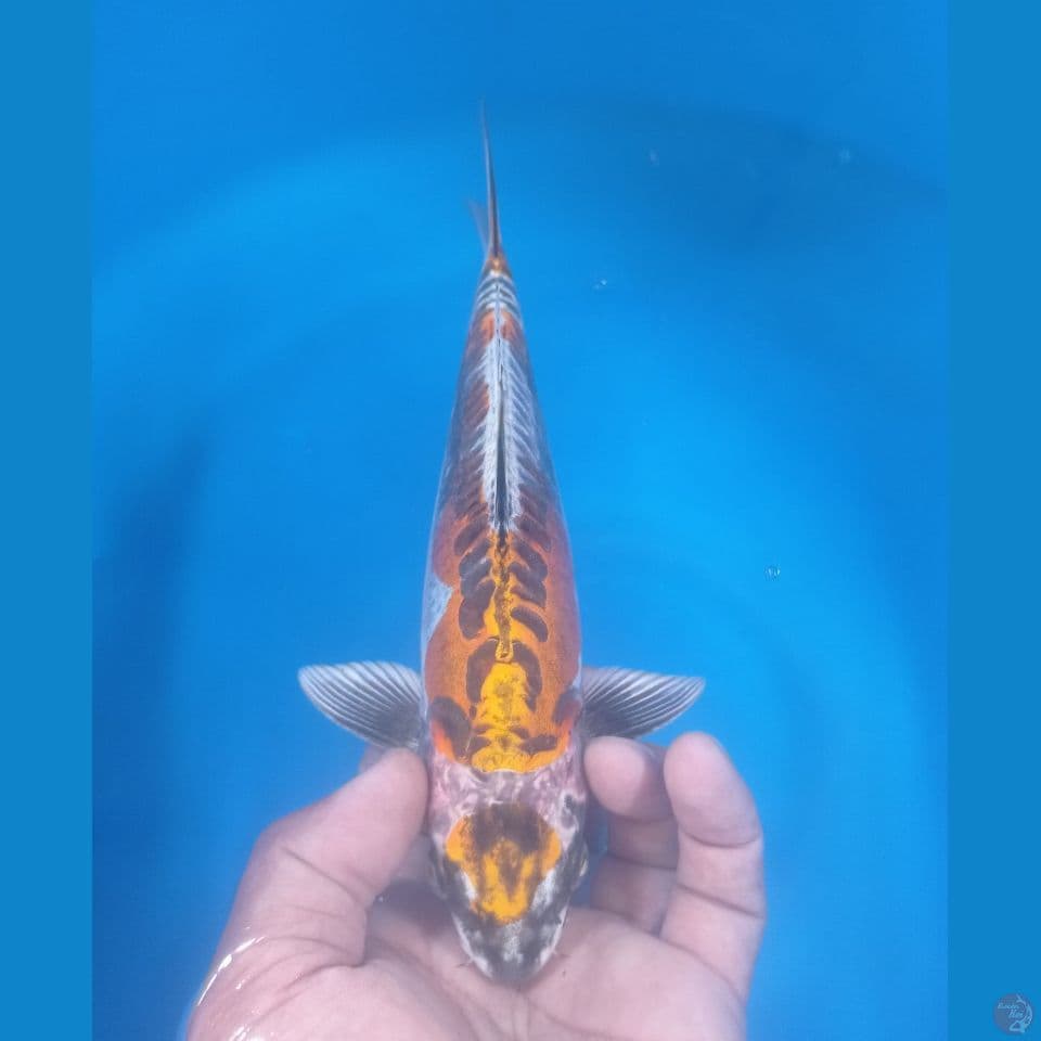 MARUTEN 29CM