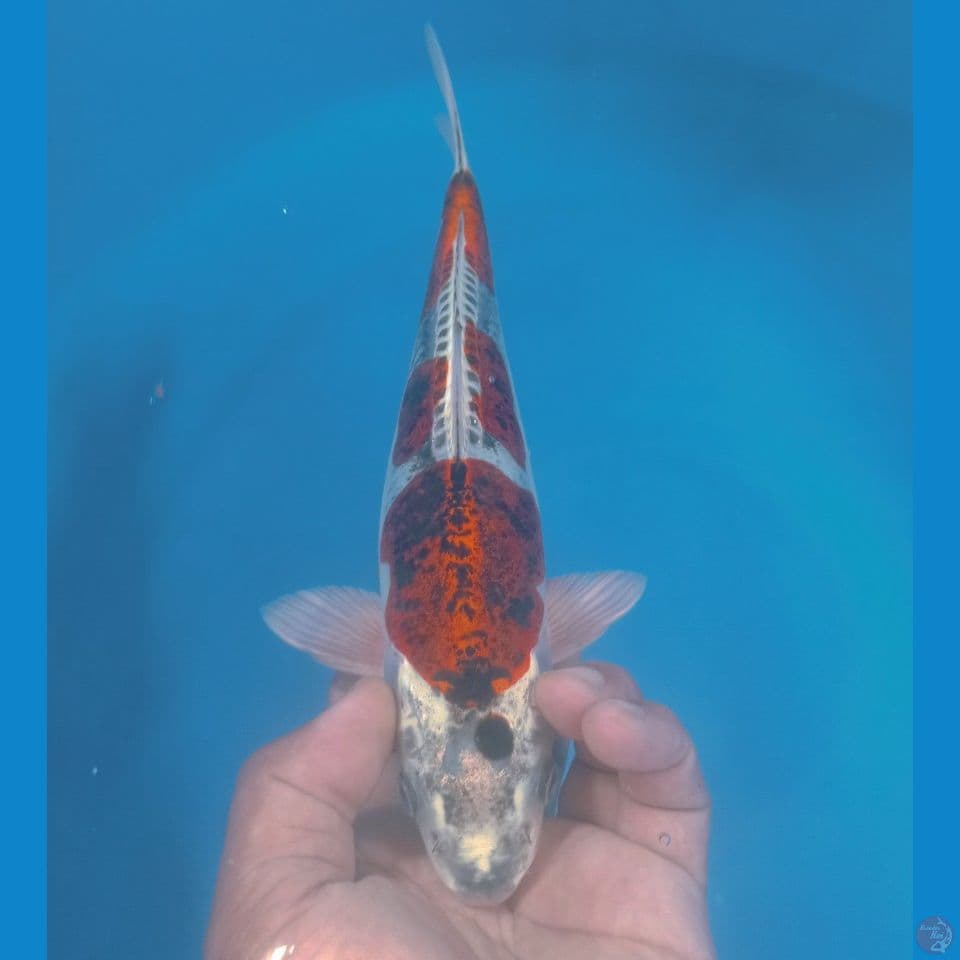 KIKO 30CM