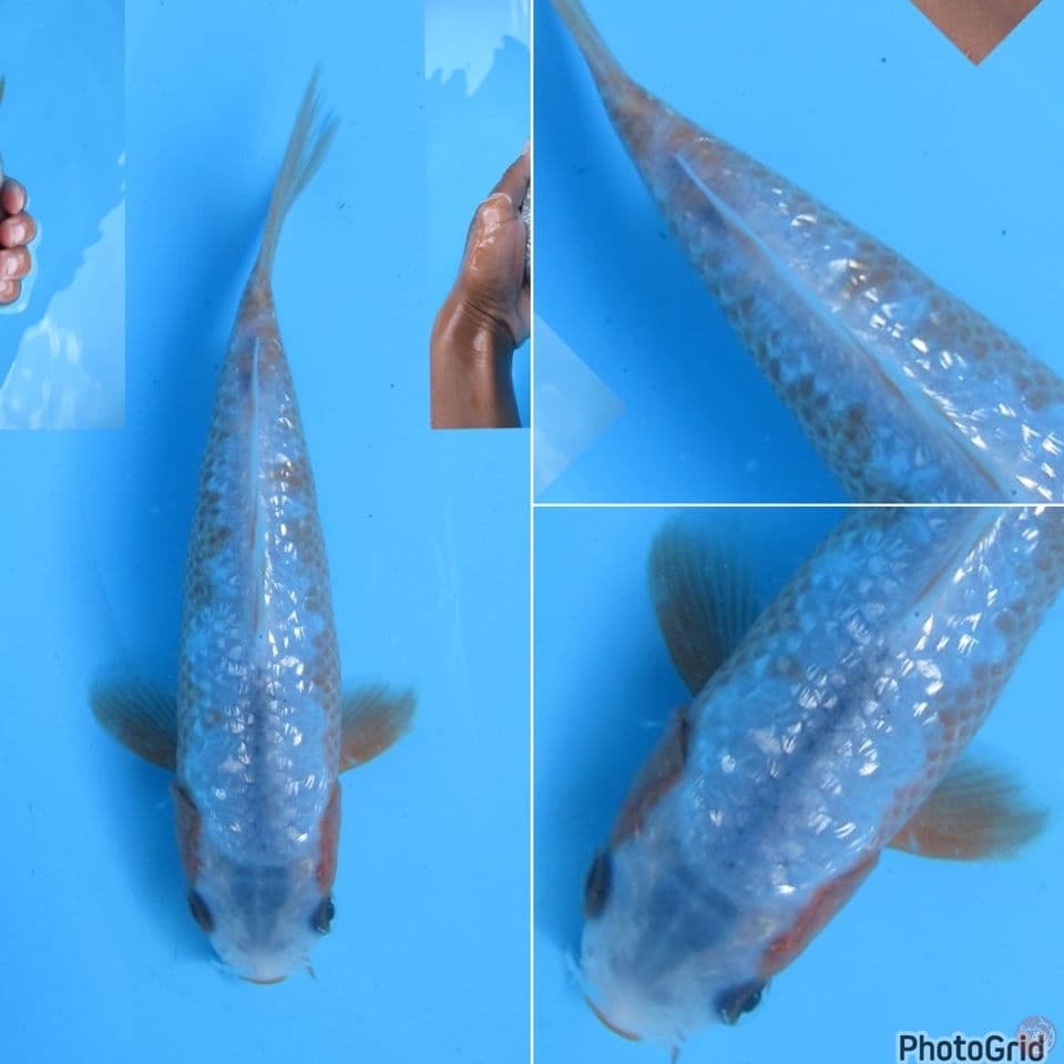 15cm - sabikoyo ginrin