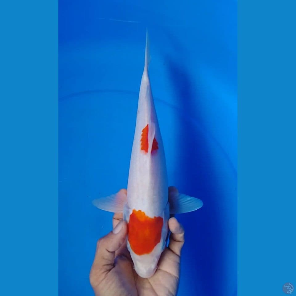 maruten kohaku : 30cm.u