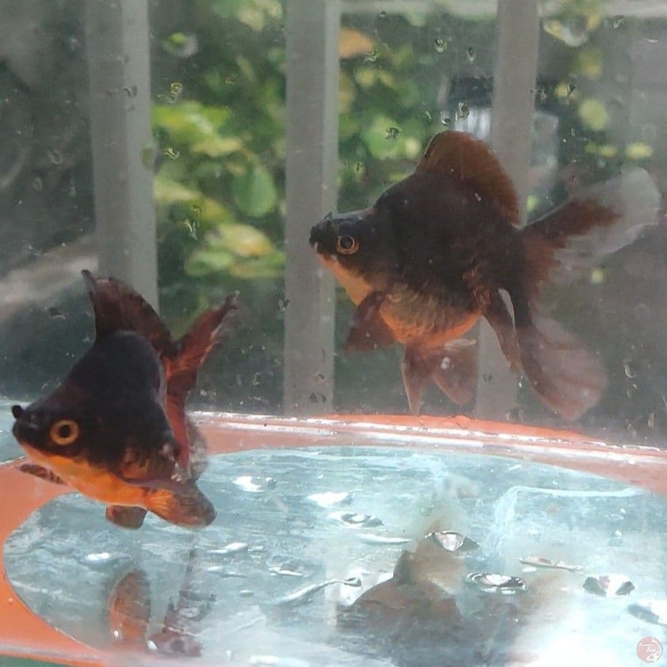 8-12CM Black Diamond Tamasaba